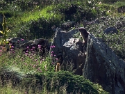 10 Marmotta salendo ai laghetti del Poris...